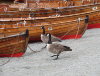 Bowness Promenade